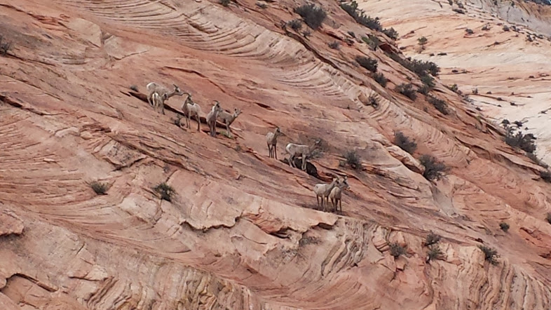 Wildlife in the Park, Checkerboard Mesa