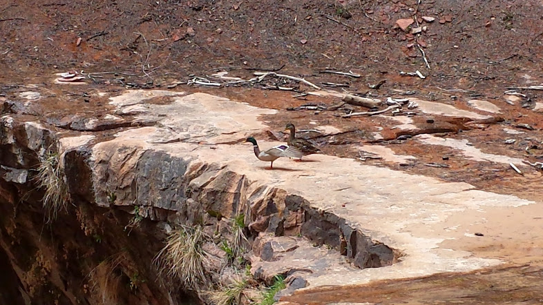 Wildlife in the Park, Checkerboard Mesa