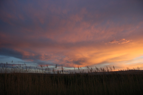 Wellington Sunset